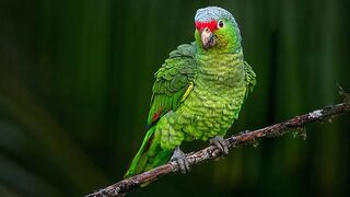 parrot 3