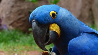 parrot 4