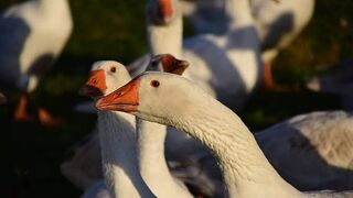 geese