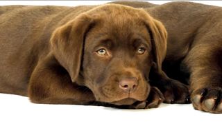 this is a very sweet dog