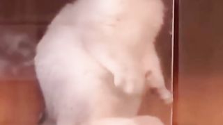 Cute Pet's...
