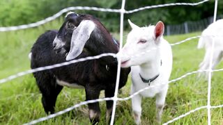 domestic animals