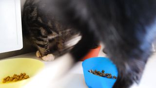 Cute cat ???????????????? #cat #cutecat #cute #video #funny