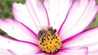 Bee and flowers