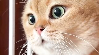 Cat : no
