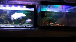 Ikan hias akuarium 2