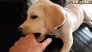 Apne dog ke bite karne ki aadat ko kaise rokein.