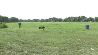 Watch U.S. and Philippine Military Dogs Take Part in Epic Training Exercise!.