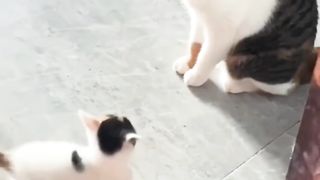 practice fighting, going around?(funny) with his mother,!!?????????????????????