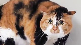 Funny Cats 55