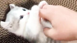Funny Cats#1