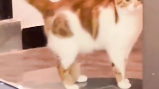Funny Cats #2