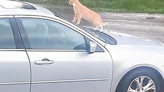 Funny Cats#3