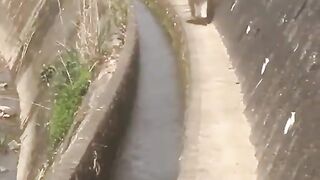 Funny Dog#2