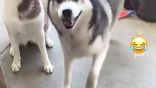 Funny Dog#4