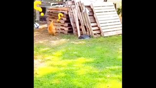 Funny Chicken and Dog