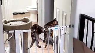 A cat with a terrible physical condition.
