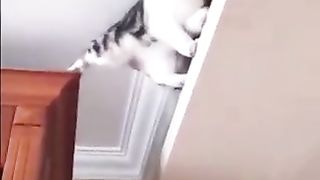 Collection of funny cat videos