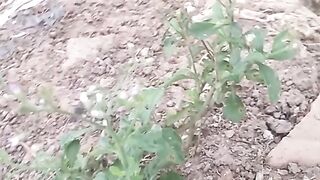 Animal lovers 444