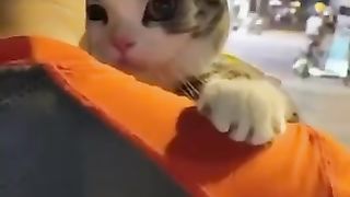 Cat cuddling with its owner.