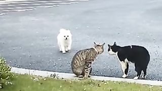 Dogs messing with cats.