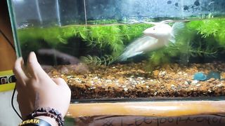 ATTRACTING!! ORIGINAL INDONESIAN PREDATOR FISH