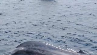 Experience the charm of sea life
