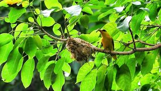 Dunia Burung - Burung Kepodang Sedang Meloloh Anaknya Di Sangkar