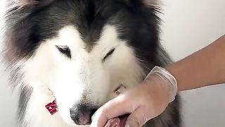 Moe pet summer debut plan