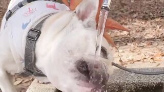 The dog drink water