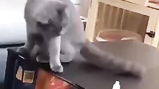 Funney and cute cats