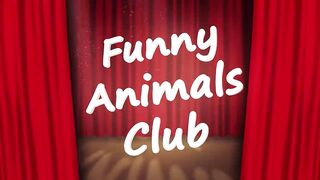 Funniest Animals Videos - Best Cats