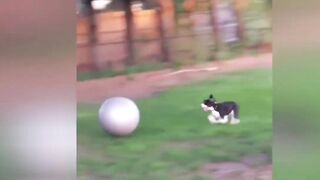 A short compilation of really #funnyanimalvideos