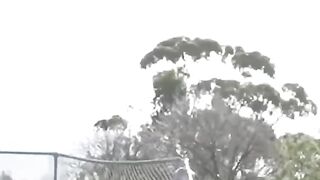 How animals get over a fence