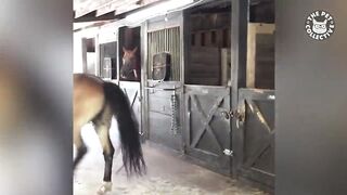 Pet Escape Artists | Funny Pet Video Compilation | The Pet Collective