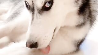 dog care