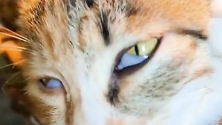 Lovely Cat (TiKTok)