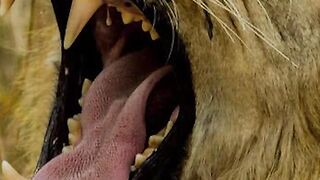 Top 10 powerful animal's