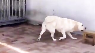Funnydog
