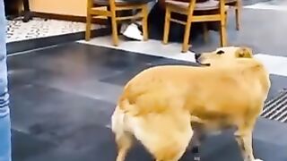 Funniest Videos 2022 ???? Funny Cats ???? and Dogs ???? Part 19