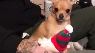 Best dog compilation video