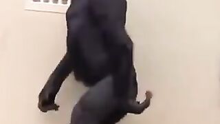 The gorilla rain walk ????