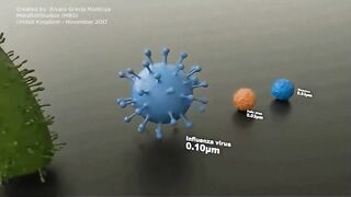 Organisms length