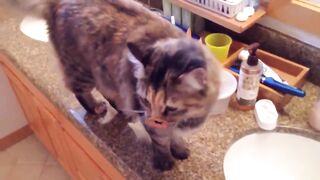 Funny cat video