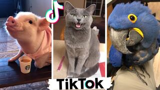 Tiktok animals