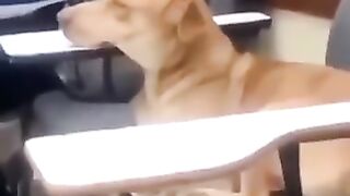 Dog sleeping in the classroom ????????????