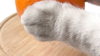 Cat ChangAn Makes the World's LARGEST Gummy Bear ！- Homemade Candy - Cute Cat TikToks #Shorts