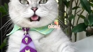 How Chef Cat Makes the BIGGEST Lollipop in the World!