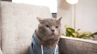 World's Most Obedient Cat - Aaron's Animals