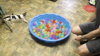 Cute Kittens Play in Ball Pit